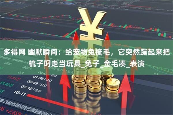多得网 幽默瞬间：给宠物兔梳毛，它突然蹦起来把梳子叼走当玩具_兔子_金毛凑_表演