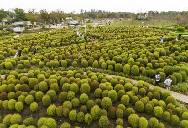 启远网  沪郊花开海上生态园绚烂如画